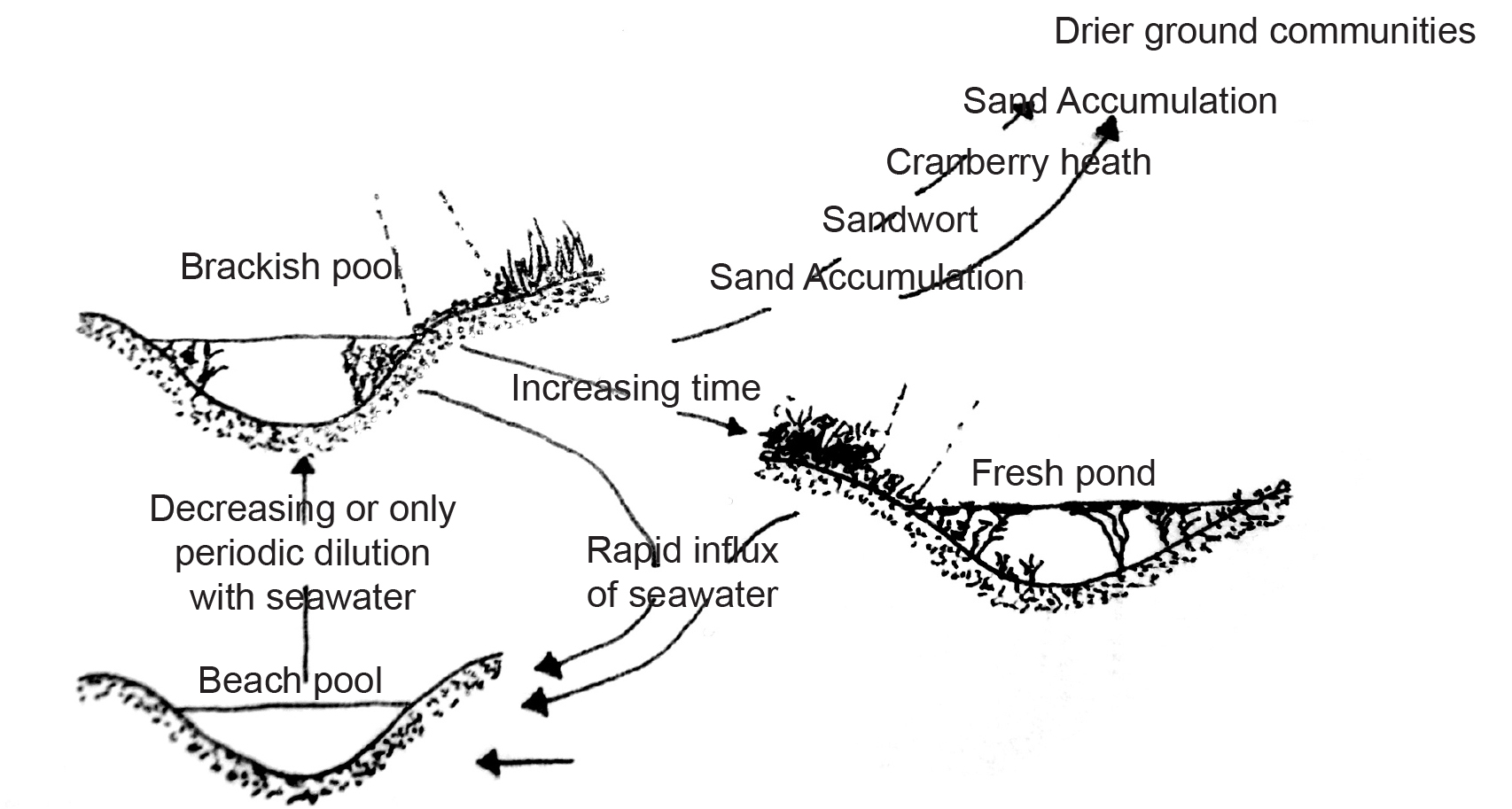 cycle diagram2